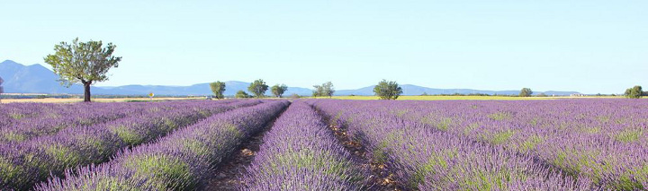 Provence Urlaub